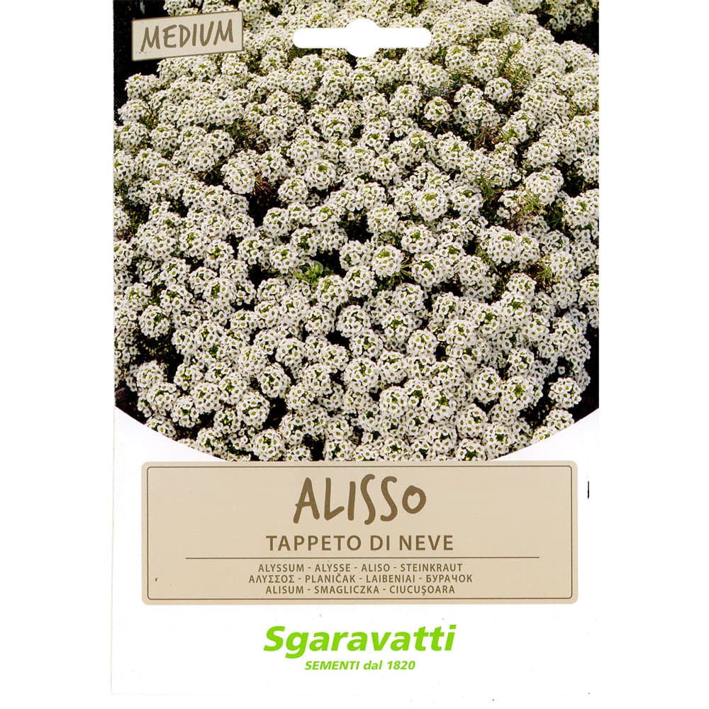 SEMI PER PRATO UNIVERSALE alisso bianco - tappeto di neve (20 PZ)