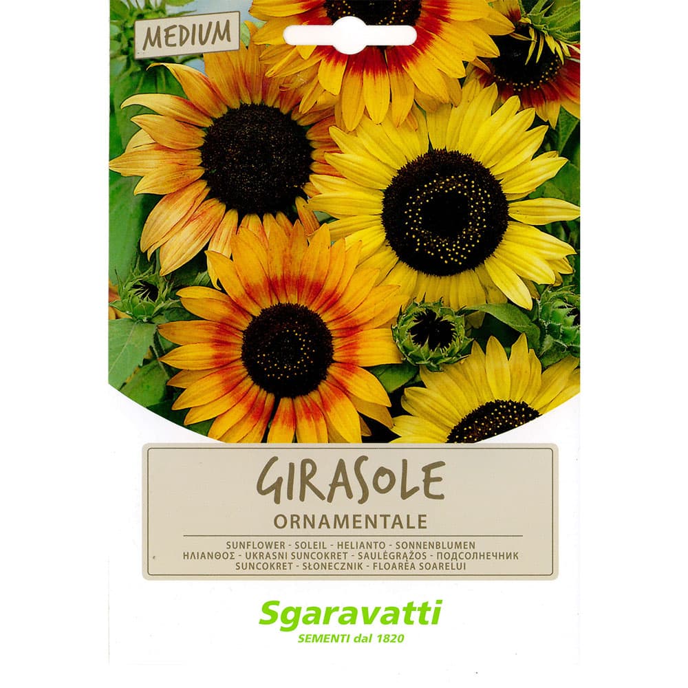 SEMI PER PRATO UNIVERSALE girasole ornamentale (20 PZ)
