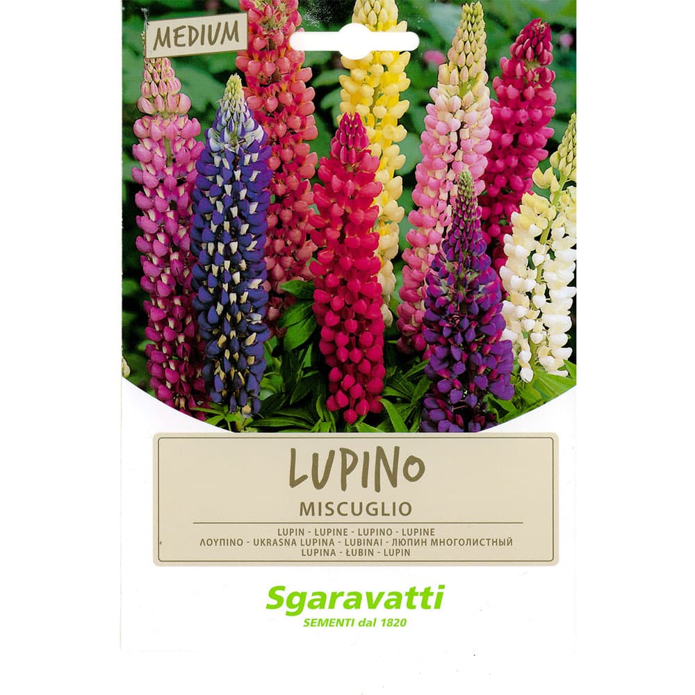 SEMI PER PRATO UNIVERSALE lupino perenne miscuglio (20 PZ)