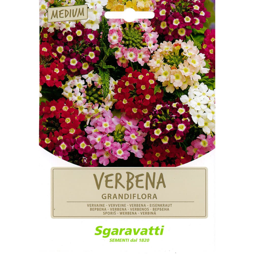SEMI PER PRATO UNIVERSALE verbena grandiflora (10 PZ)