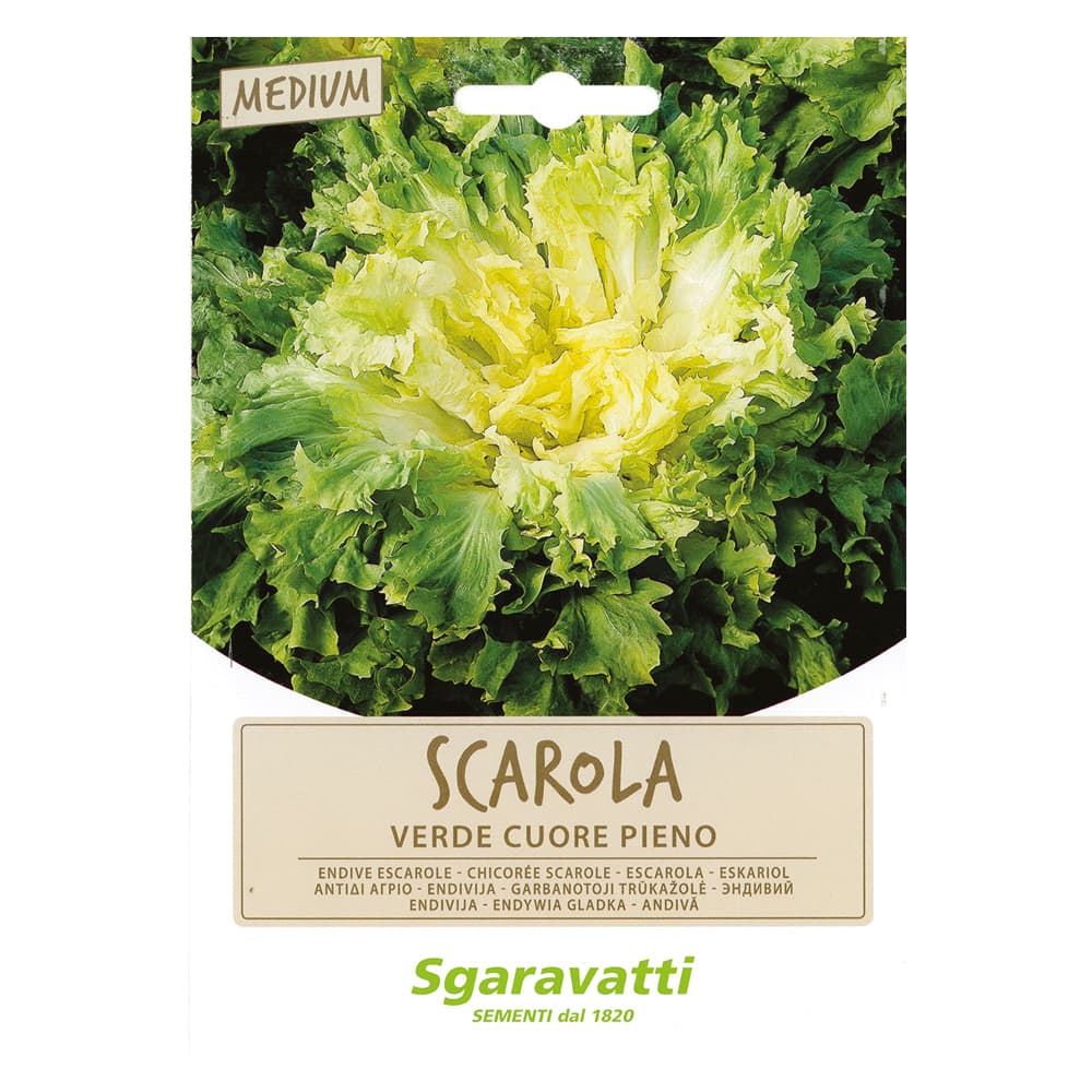 SEMI PER ORTAGGI E VEGETALI scarola verde cuore pieno (20 PZ)