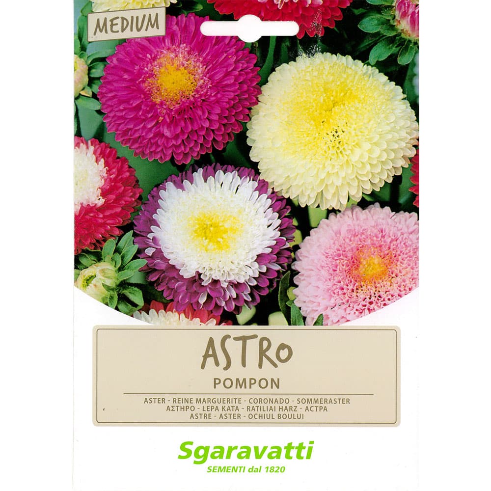 SEMI PER PRATO UNIVERSALE astro pompon (20 PZ)