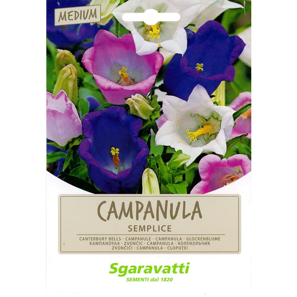 SEMI PER PRATO UNIVERSALE campanula semplice (20 PZ)