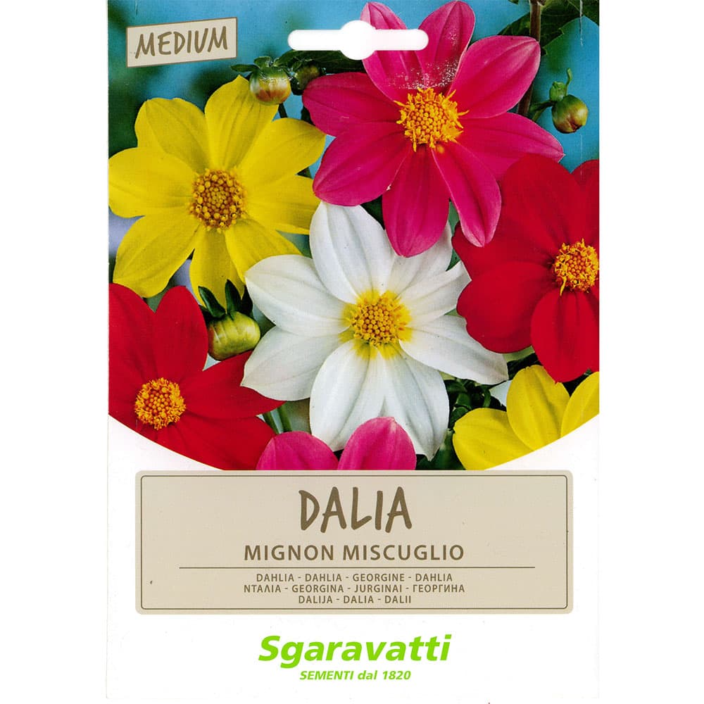 SEMI PER PRATO UNIVERSALE dahlia mignon (20 PZ)