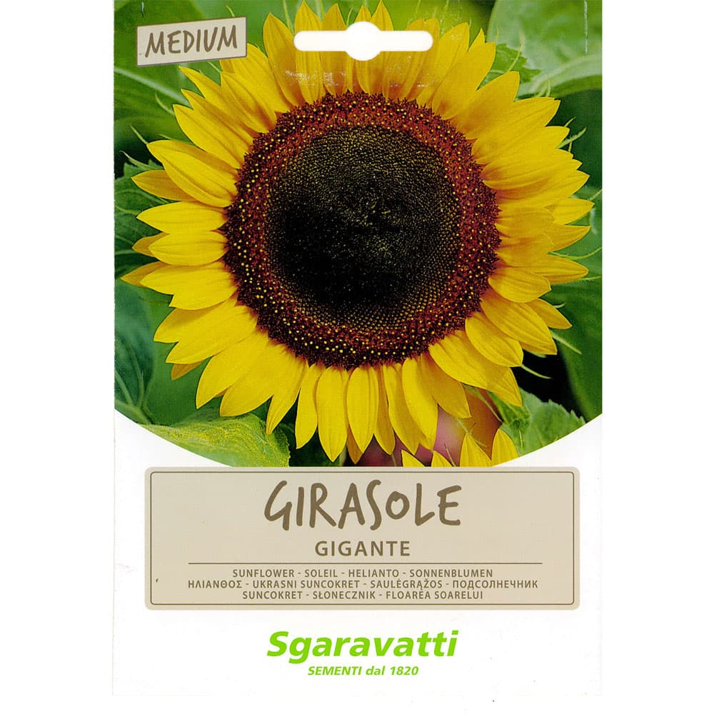 SEMI PER PRATO UNIVERSALE girasole gigante (20 PZ)
