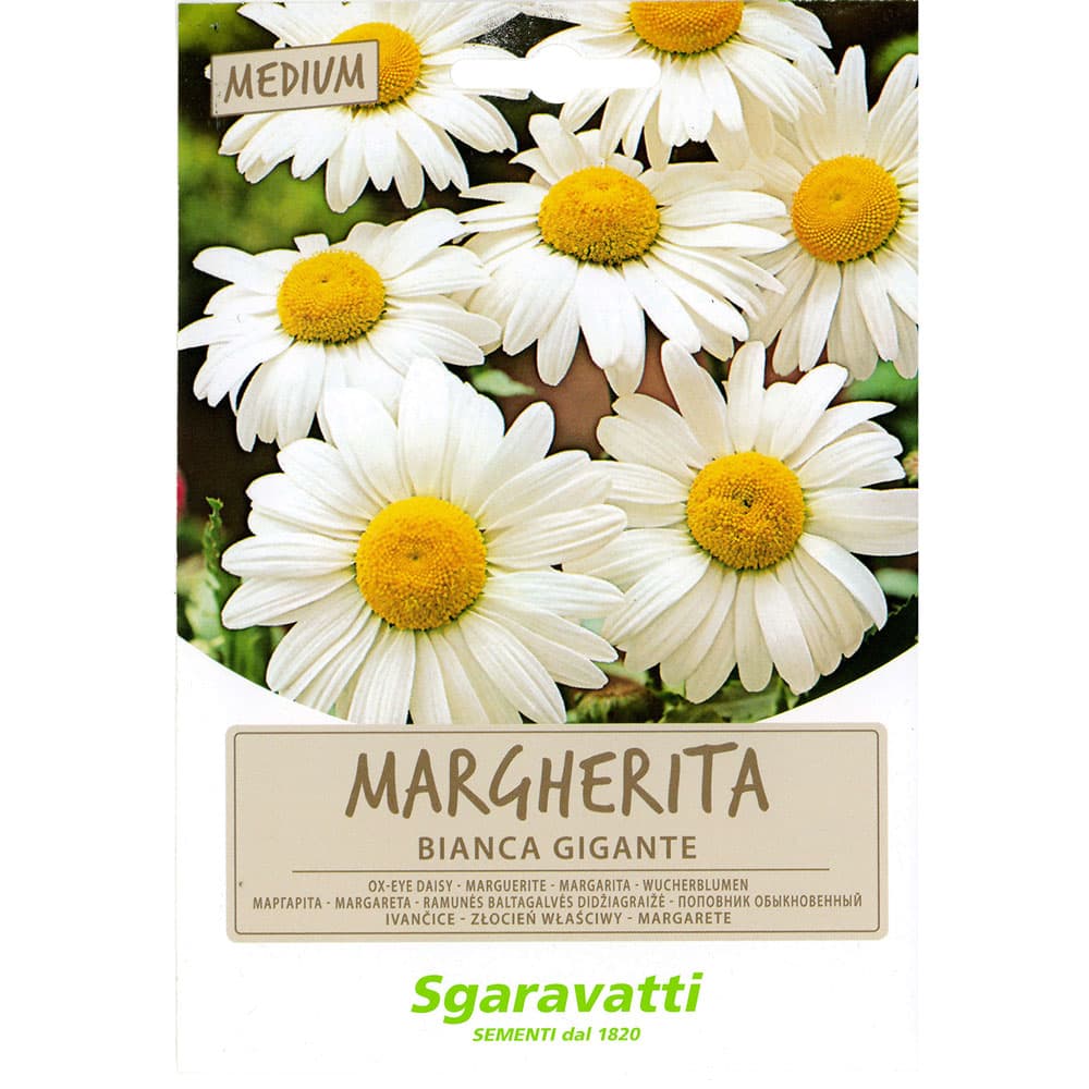 SEMI PER PRATO UNIVERSALE margherita bianca gigante (20 PZ)