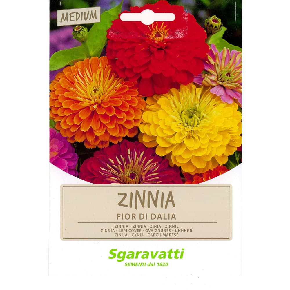 SEMI PER PRATO UNIVERSALE zinnia fior di dahlia (20 PZ)