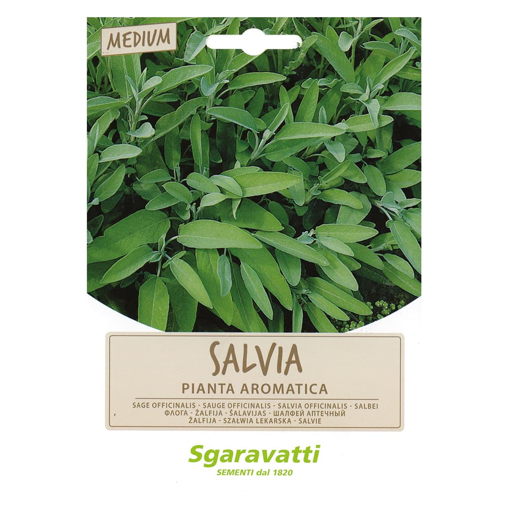 SEMI PER ORTAGGI E VEGETALI salvia officinale (20 PZ)