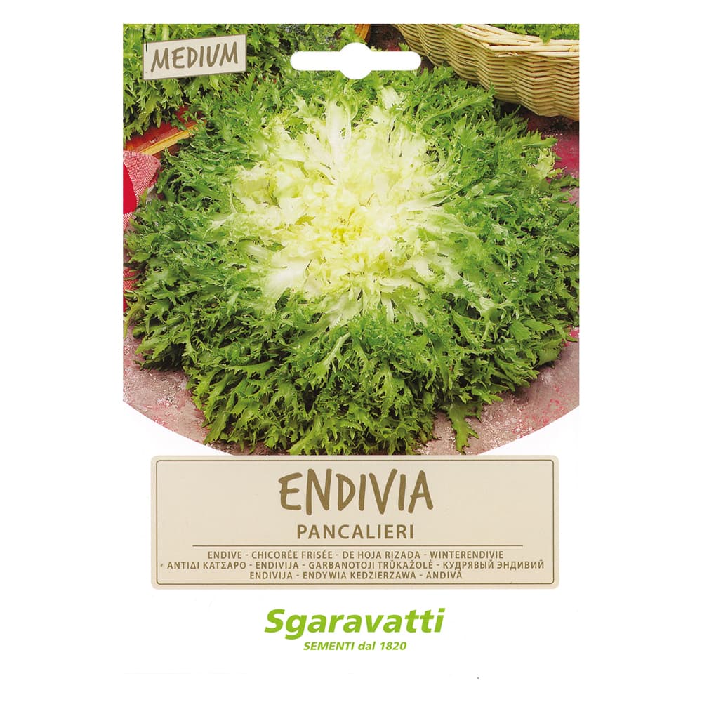 SEMI PER ORTAGGI E VEGETALI endivia riccia Pancalieri (20 PZ)