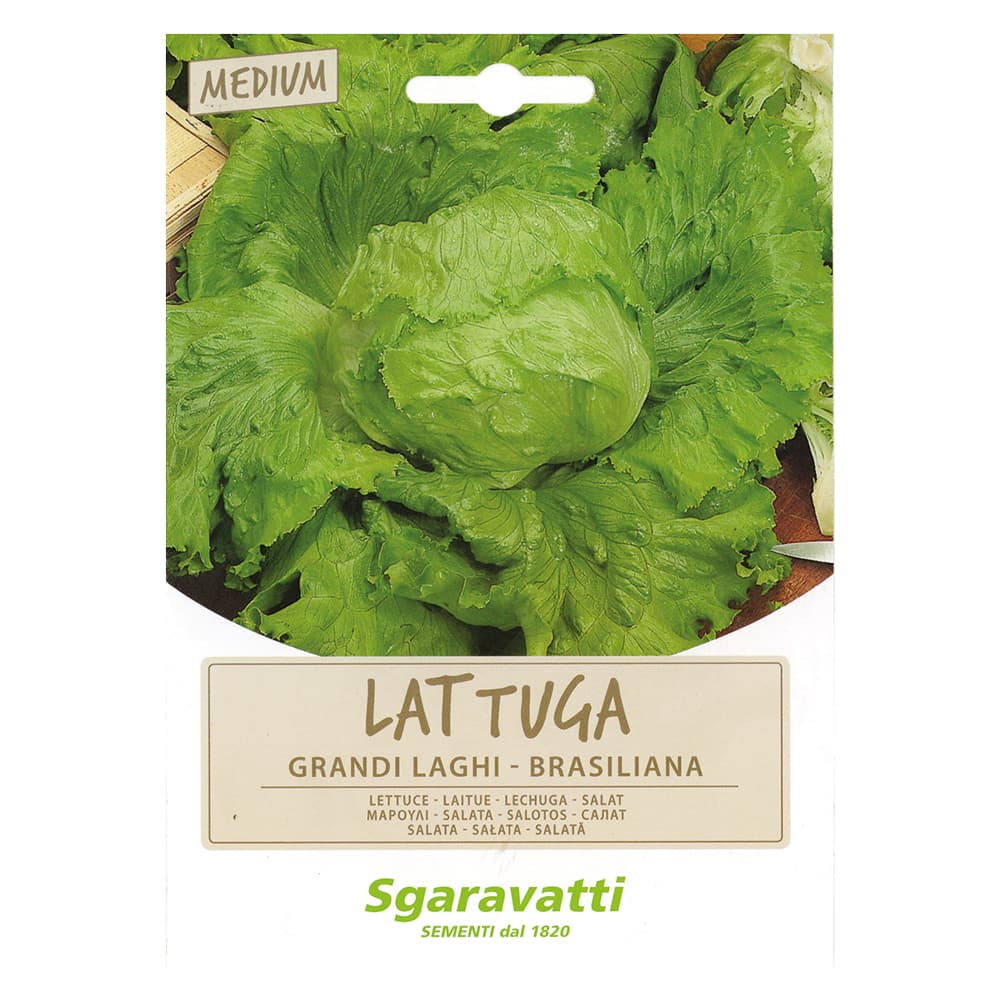 SEMI PER ORTAGGI E VEGETALI lattuga grandi laghi - brasiliana (20 PZ)