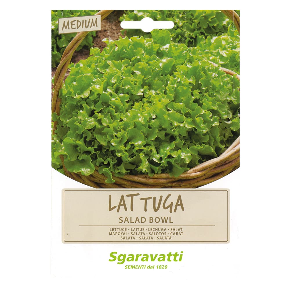 SEMI PER ORTAGGI E VEGETALI lattuga salad bowl (20 PZ)